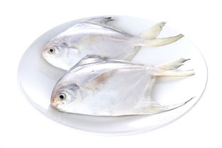 廣東汕頭水產(chǎn)品實(shí)現(xiàn)首次出口伊拉克，開拓“一帶一路”市場新篇章